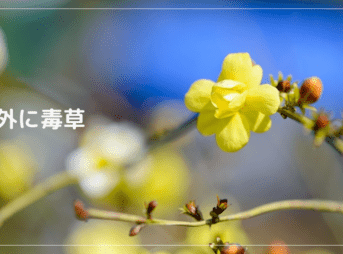 案外に毒草