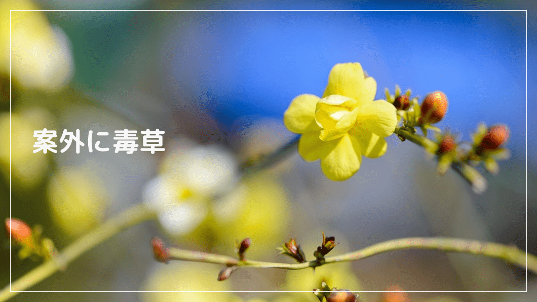 案外に毒草