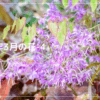 2026年3月の花-4