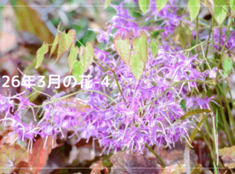 2026年3月の花-4