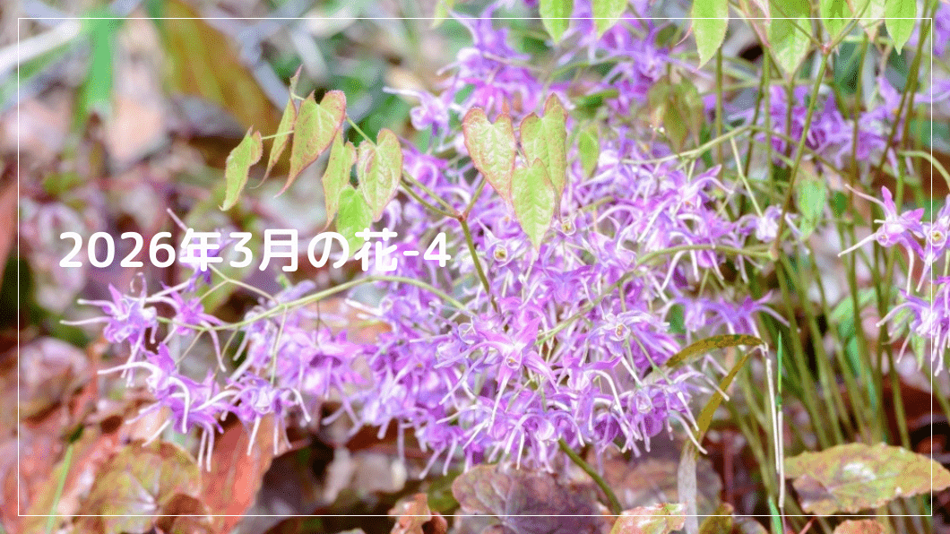 2026年3月の花-4