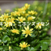 リューキンカ、ニホンズイセン