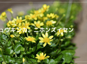 リューキンカ、ニホンズイセン