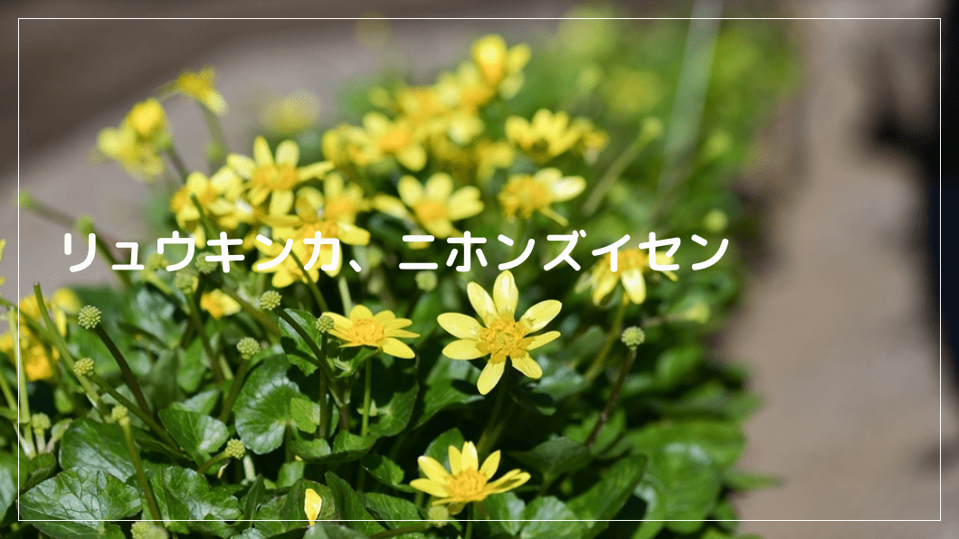 リューキンカ、ニホンズイセン