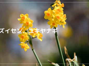キズイセン、ユキヤナギ