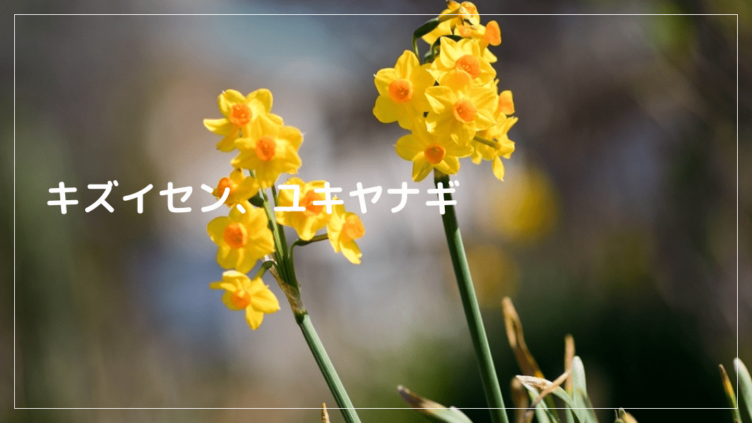 キズイセン、ユキヤナギ