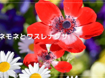 アネモネとワスレナグサ