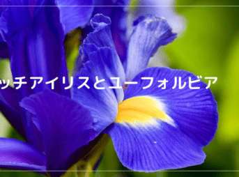 ダッチアイリスとユーフォルビア