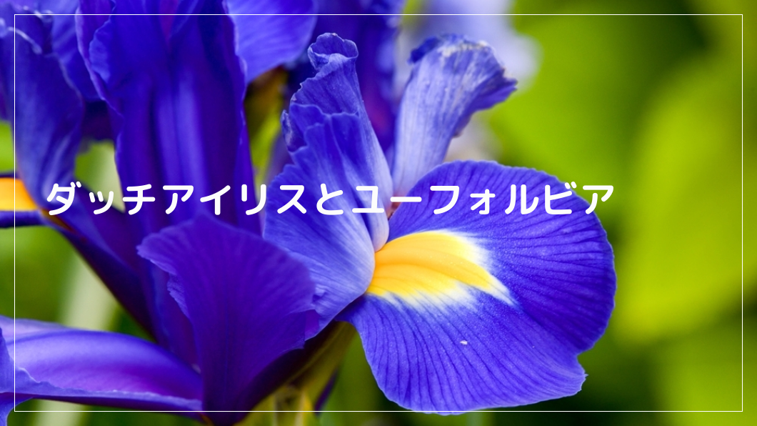 ダッチアイリスとユーフォルビア