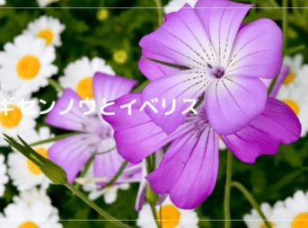ムギセンノウとイベリス