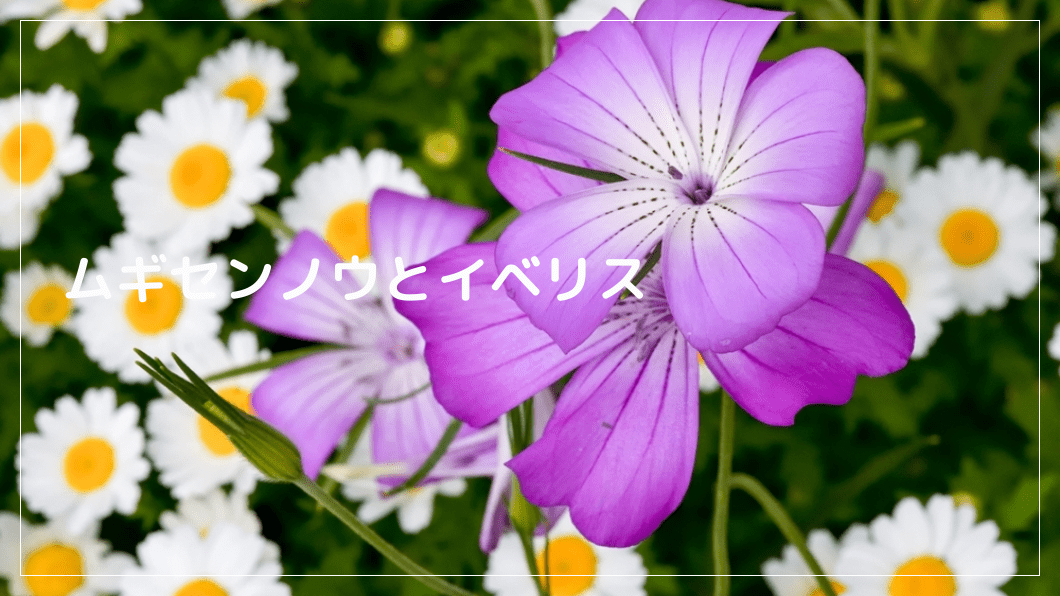 ムギセンノウとイベリス