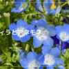 ネモフィラとアネモネ