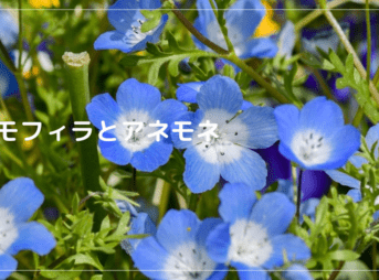 ネモフィラとアネモネ