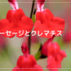 チェリーセージとクレマチス