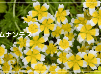 リムナンテス