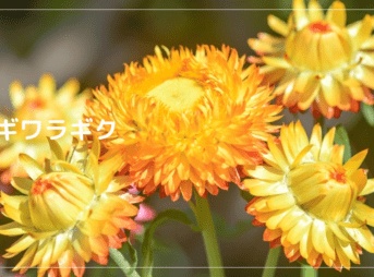 ムギワラギク