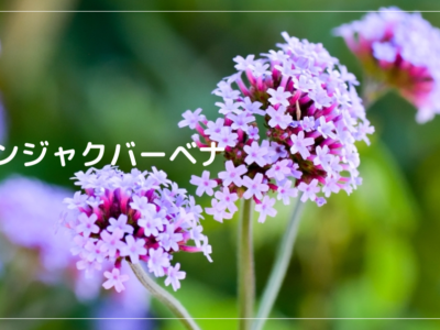 サンジャクバーベナ