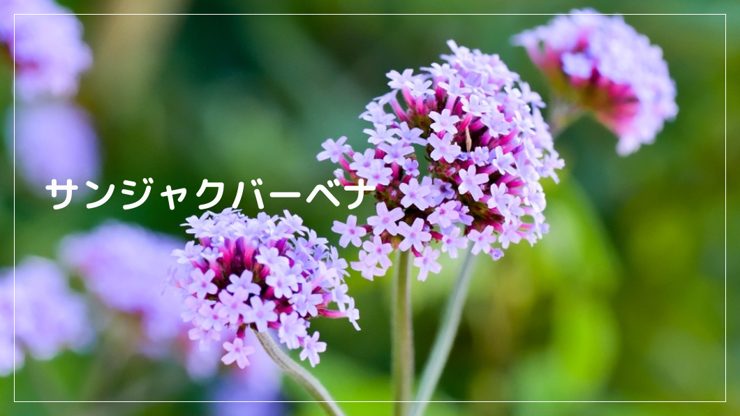 サンジャクバーベナ