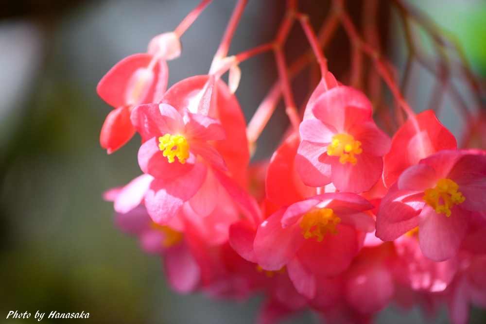コダチベゴニア